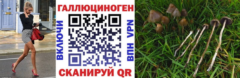 купить наркотик  Новый Оскол  Псилоцибиновые грибы Psilocybine cubensis 